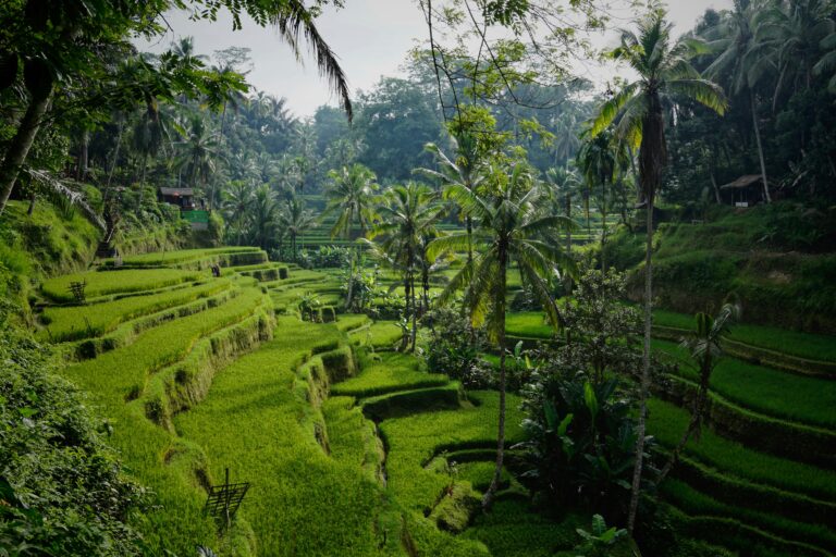 Must do in Bali | Top 10 Things To Do In Bali